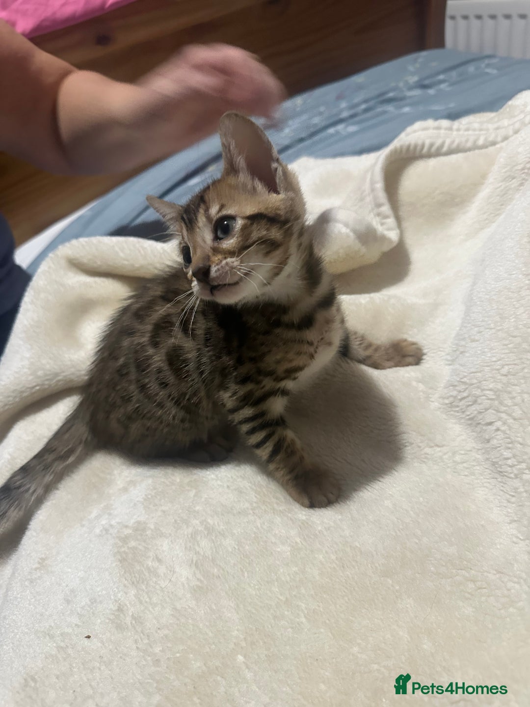 Bengal cats for sale: Beautiful bengals  - Advert 22