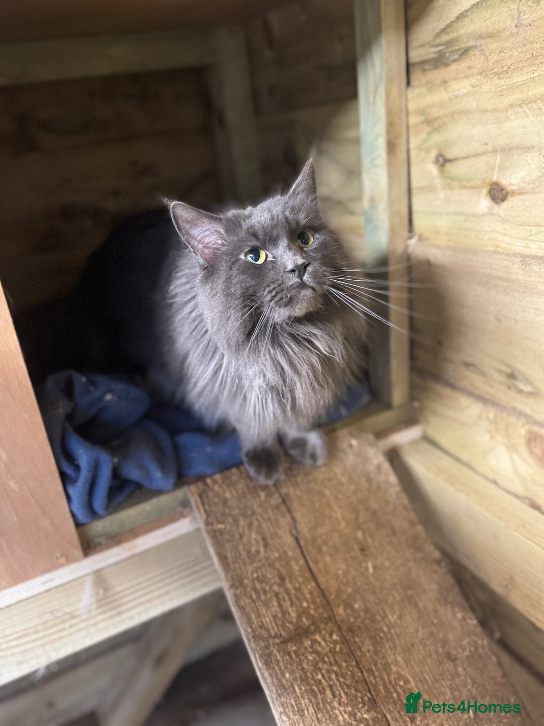 Maine Coon cats for sale: Black Smoke & Blue Smoke Maine Coon Kittens - Advert 5