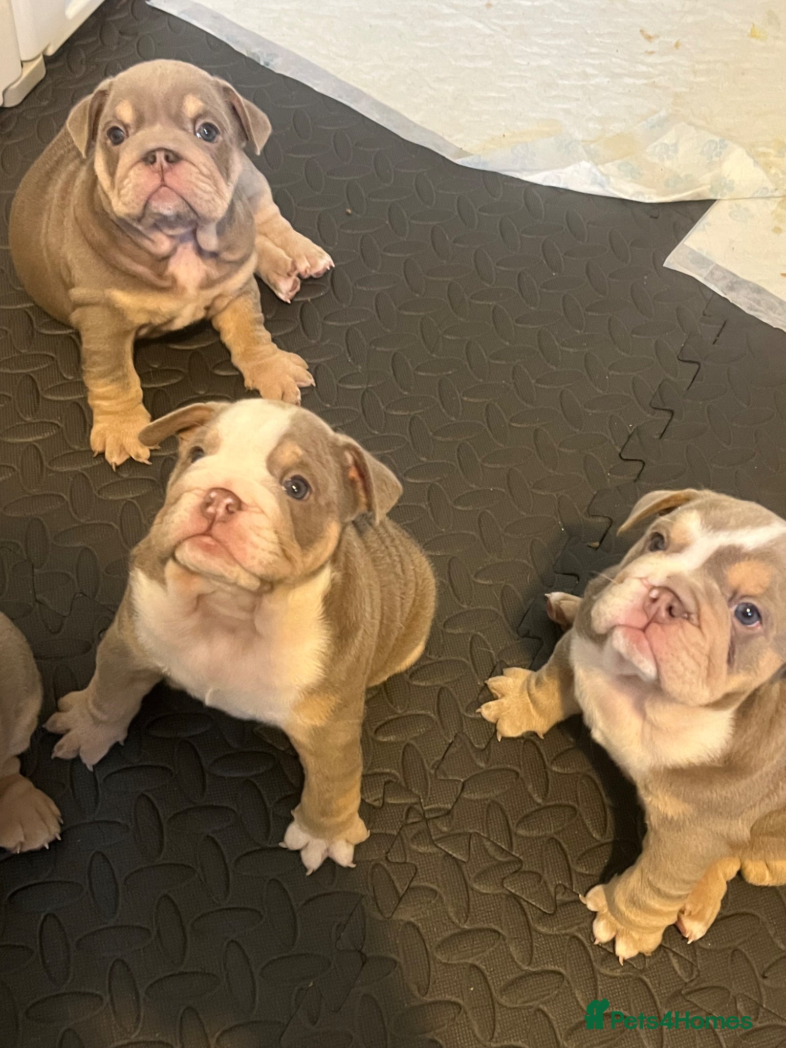 English Bulldog dogs  🐾 ⚡️ HOGWARTS LITTER ⚡️ 🐾  - Advert 3