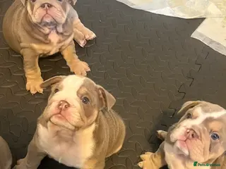 English Bulldog dogs 🐾 ⚡️ HOGWARTS LITTER ⚡️ 🐾 - Advert 6