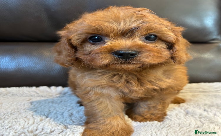 Cavapoo dogs - Advert 10