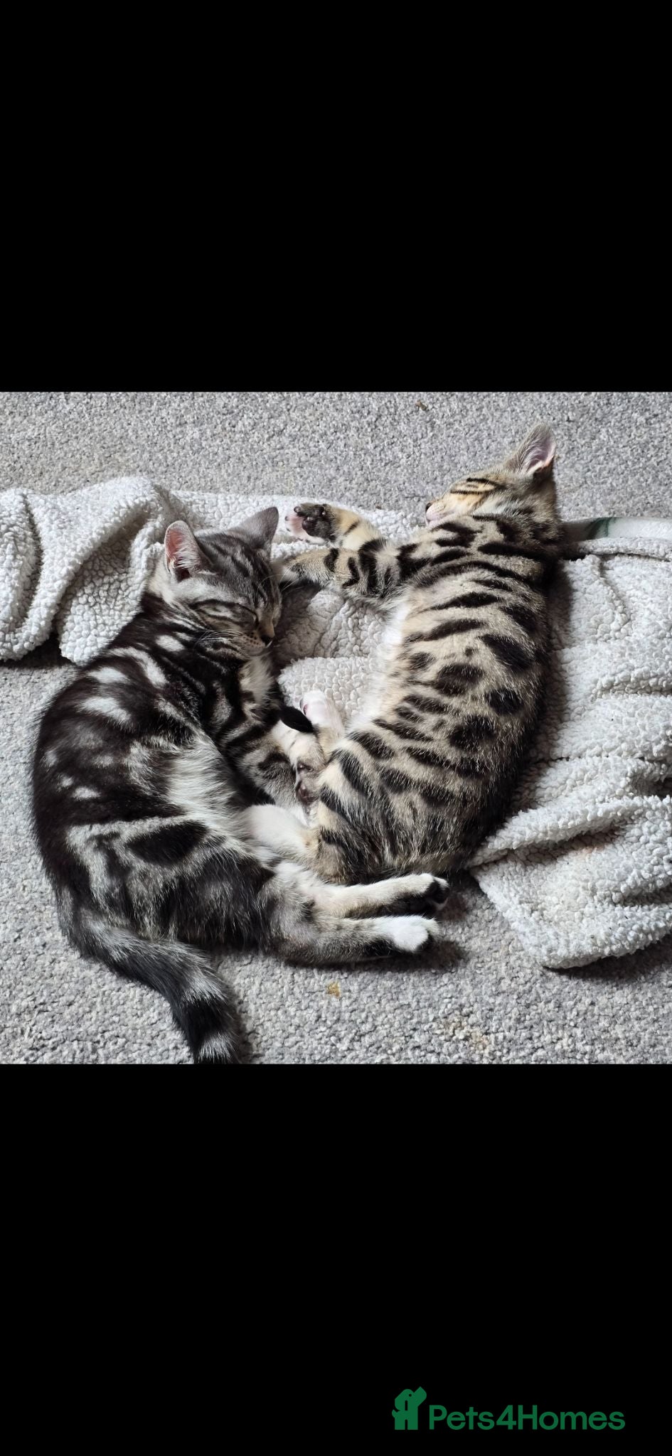 Mixed Breed cats Kittens Looking For Their Forever Homes - Advert 15