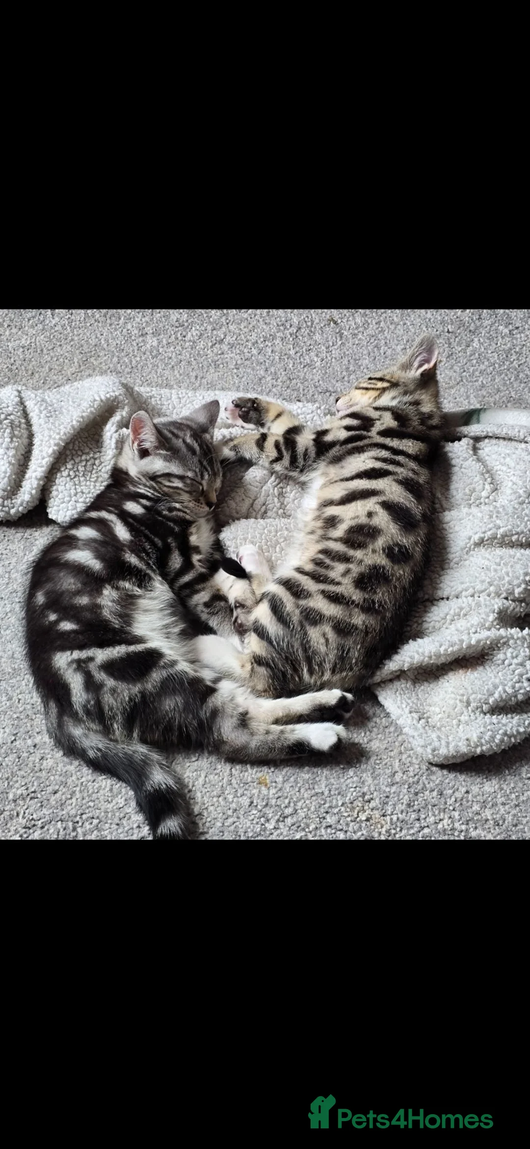 Mixed Breed cats for sale: Kittens Looking For Their Forever Homes - Advert 1