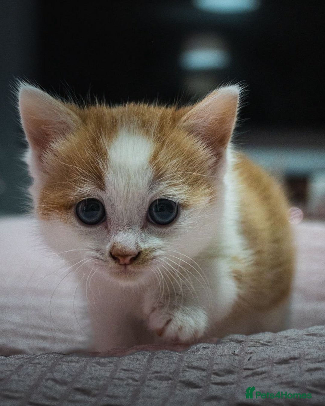 Mixed Breed cats for sale: Gorgeous ginger and white girl  - Advert 4