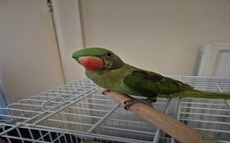 Mixed Breed birds for sale: Alexandrine pair of parrots - Image 7
