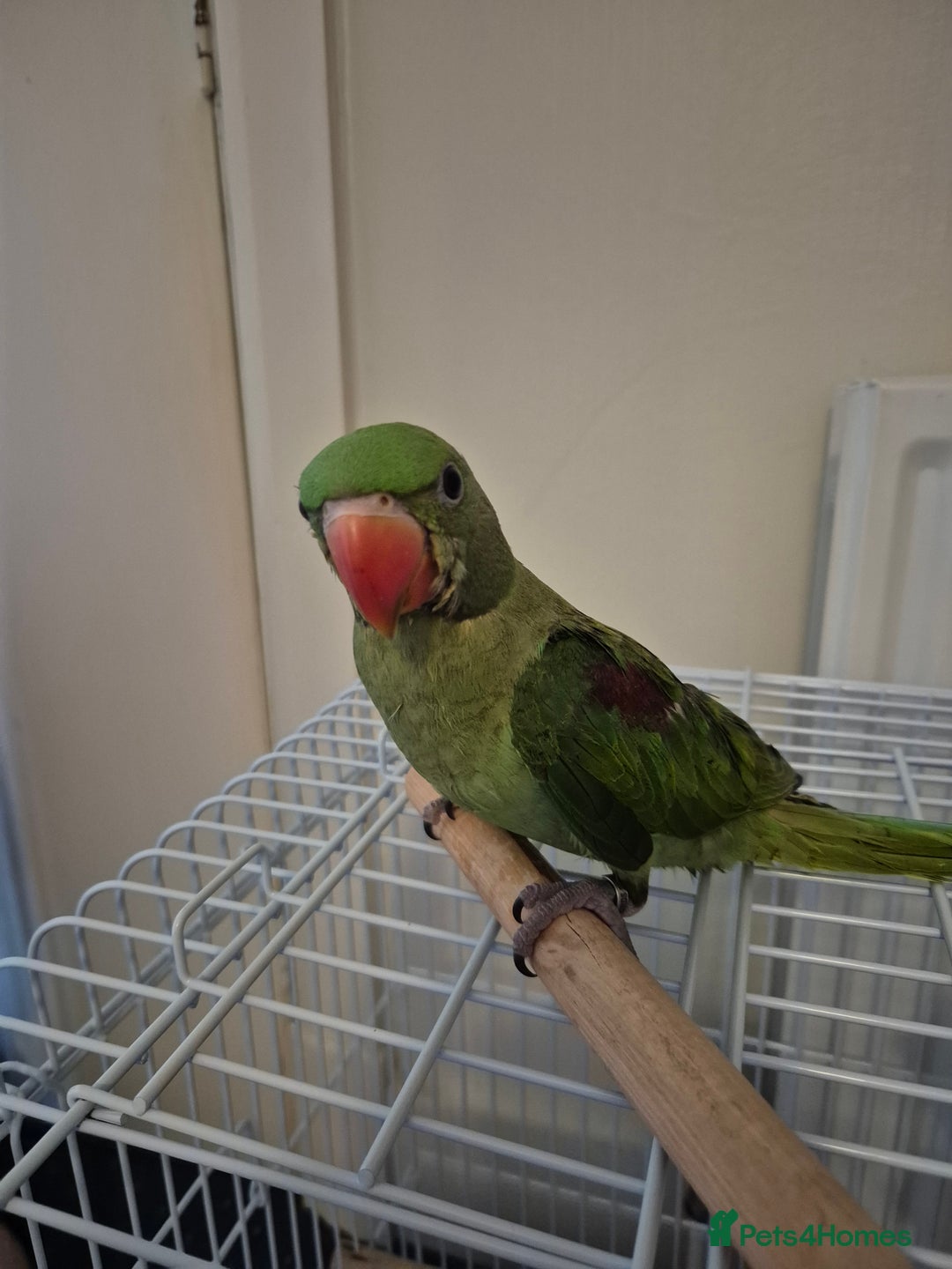 Mixed Breed birds for sale: Alexandrine pair of parrots - Image 7