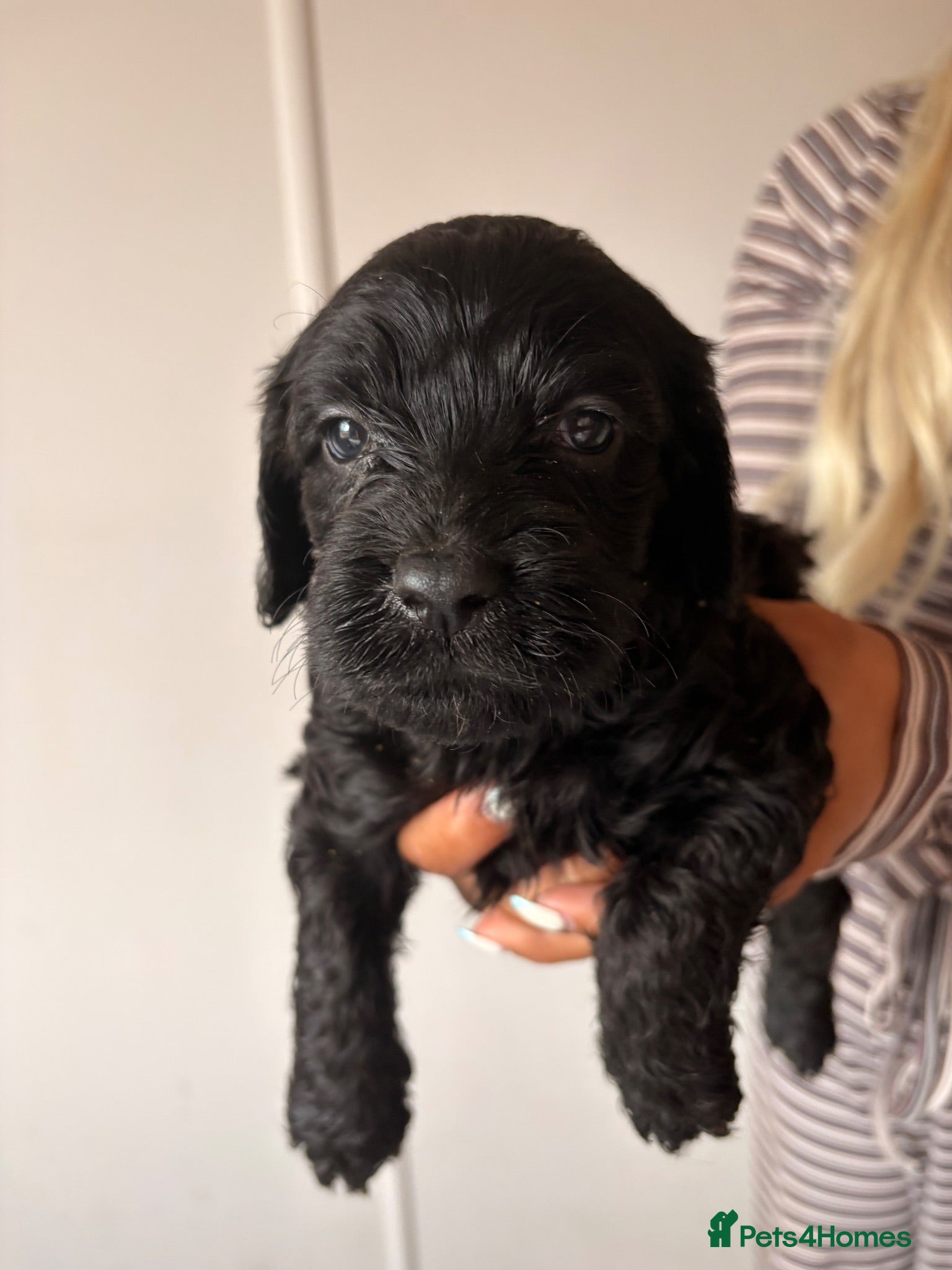 Cockapoo dogs F1 Cockapoo Puppies  - Advert 10