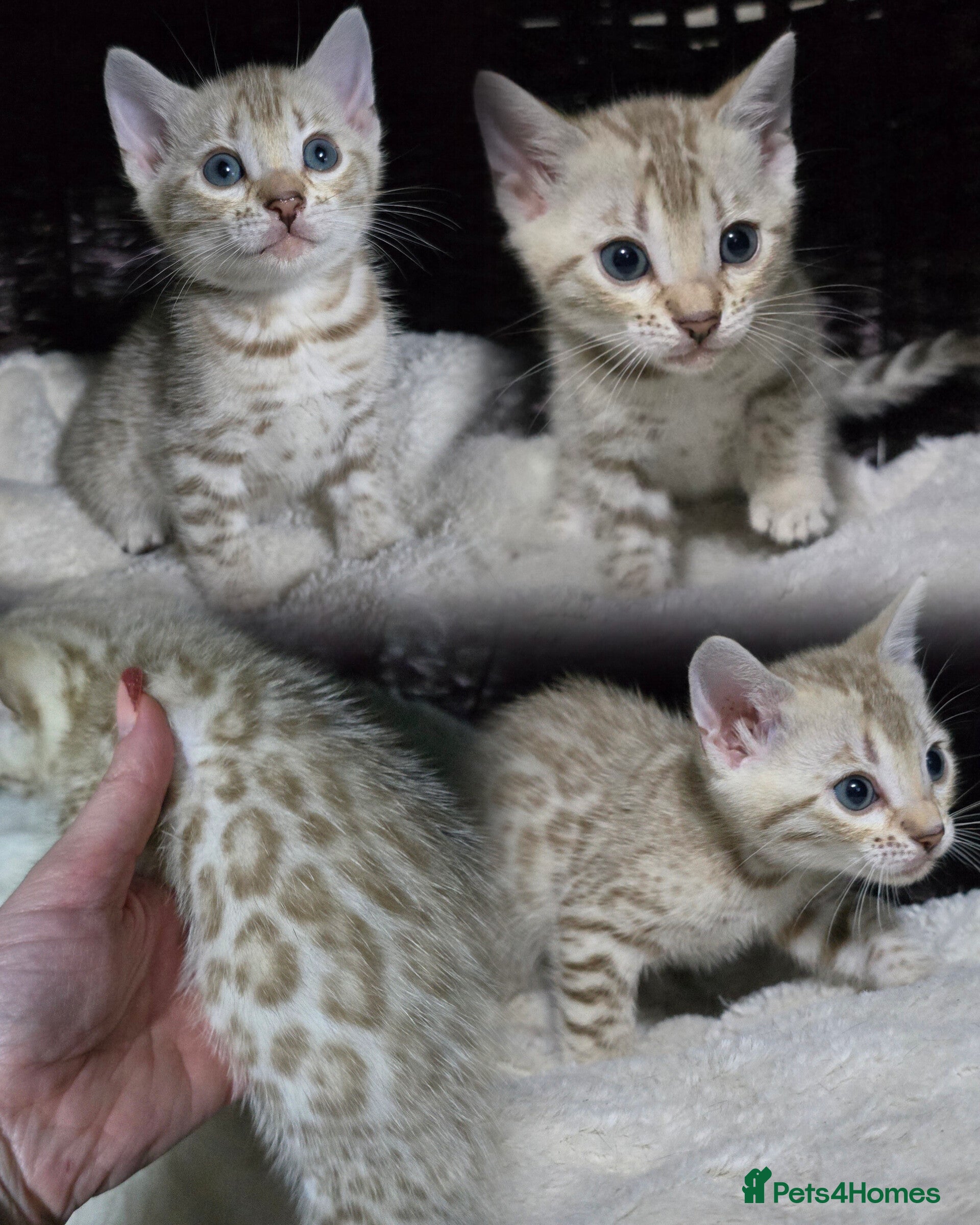 Bengal cats 3 lovely girls and 1 boy ready for reservation - Advert 6