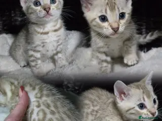 Bengal cats 3 lovely girls and 1 boy ready for reservation - Advert 6