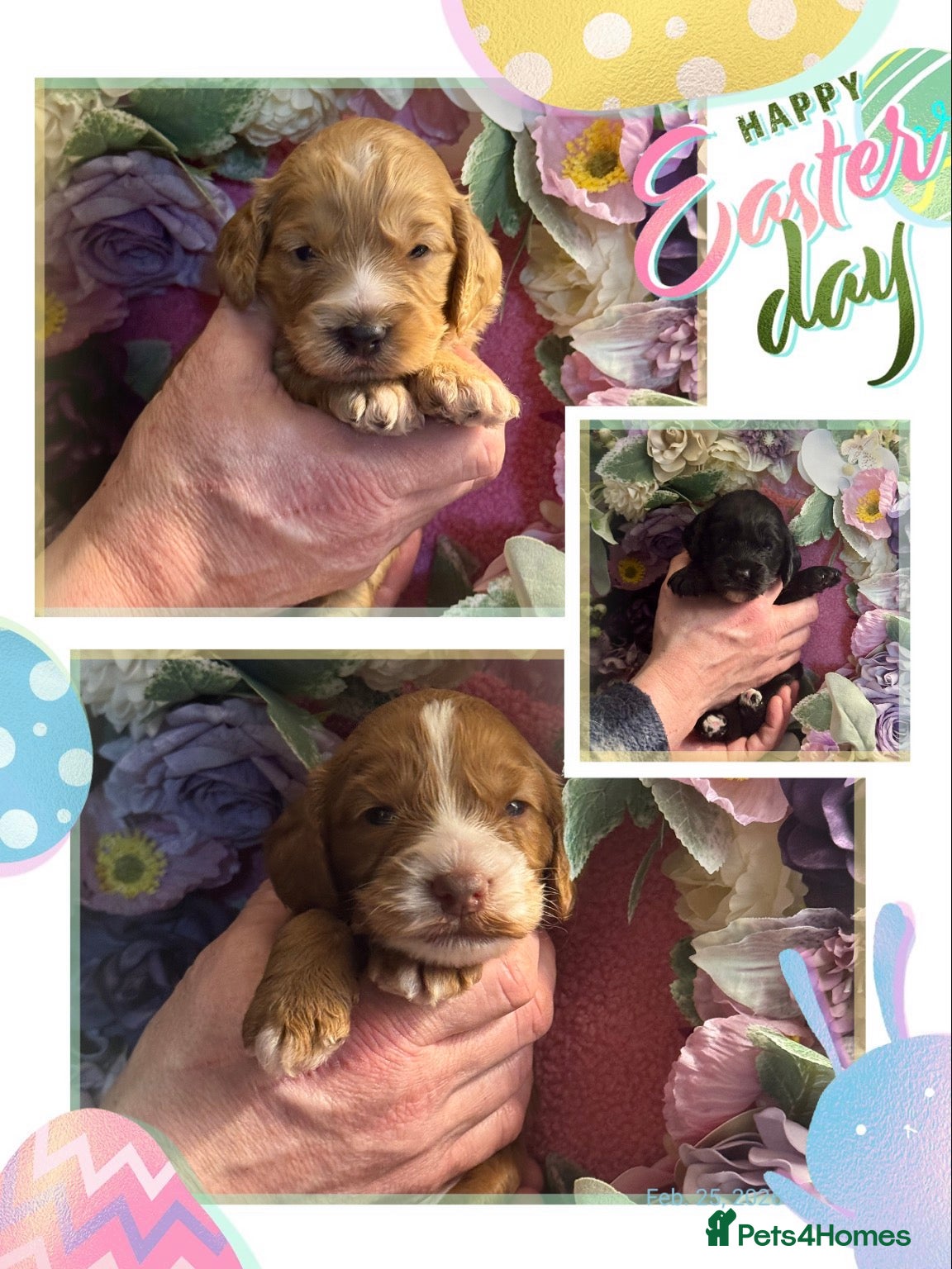 Cockapoo dogs 3 gorgeous f1 Cockerpoo puppies  - Advert 13