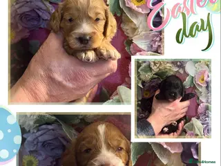 Cockapoo dogs 3 gorgeous f1 Cockerpoo puppies - Advert 4