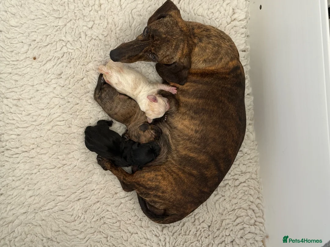 Miniature Dachshund dogs for sale: Stunning mini Dachshunds.PRA & BVA clear parents  - Advert 23