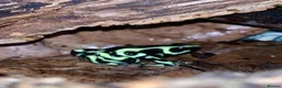 Frog reptiles for sale: Adult Dendrobates auratus Green & Black Dart Frogs - Advert 3