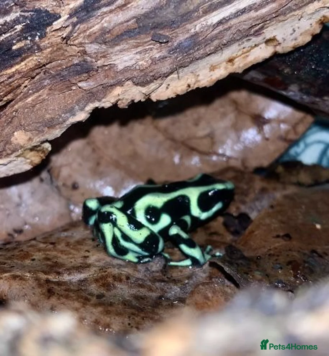 Frog reptiles for sale: Adult Dendrobates auratus Green & Black Dart Frogs - Advert 3