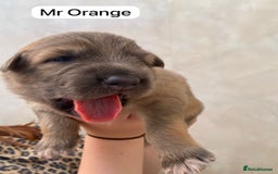 German Shepherd dogs for sale: Stunning blue and sable GSD puppies - Image 7
