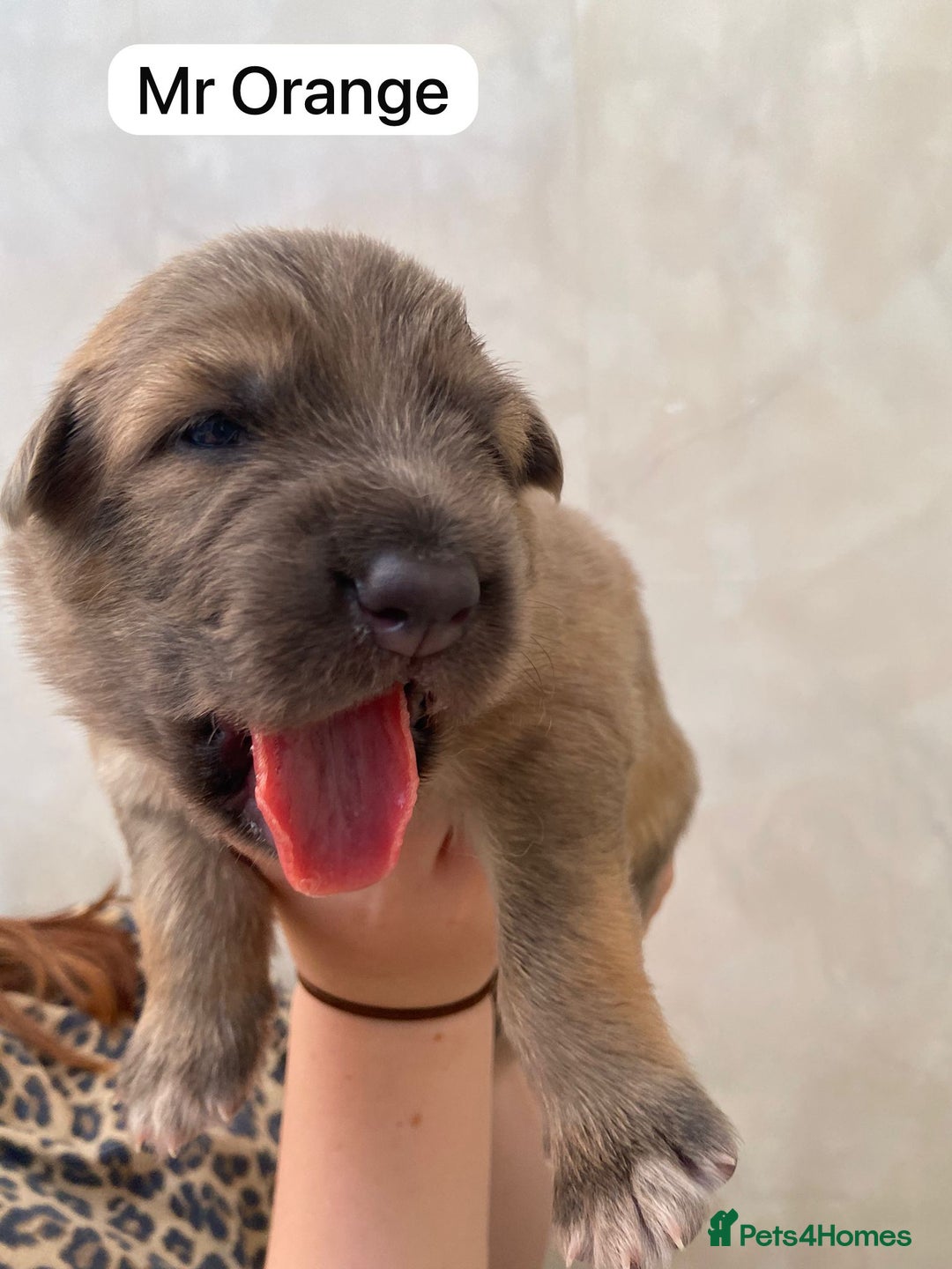 German Shepherd dogs for sale: Stunning blue and sable GSD puppies - Image 7
