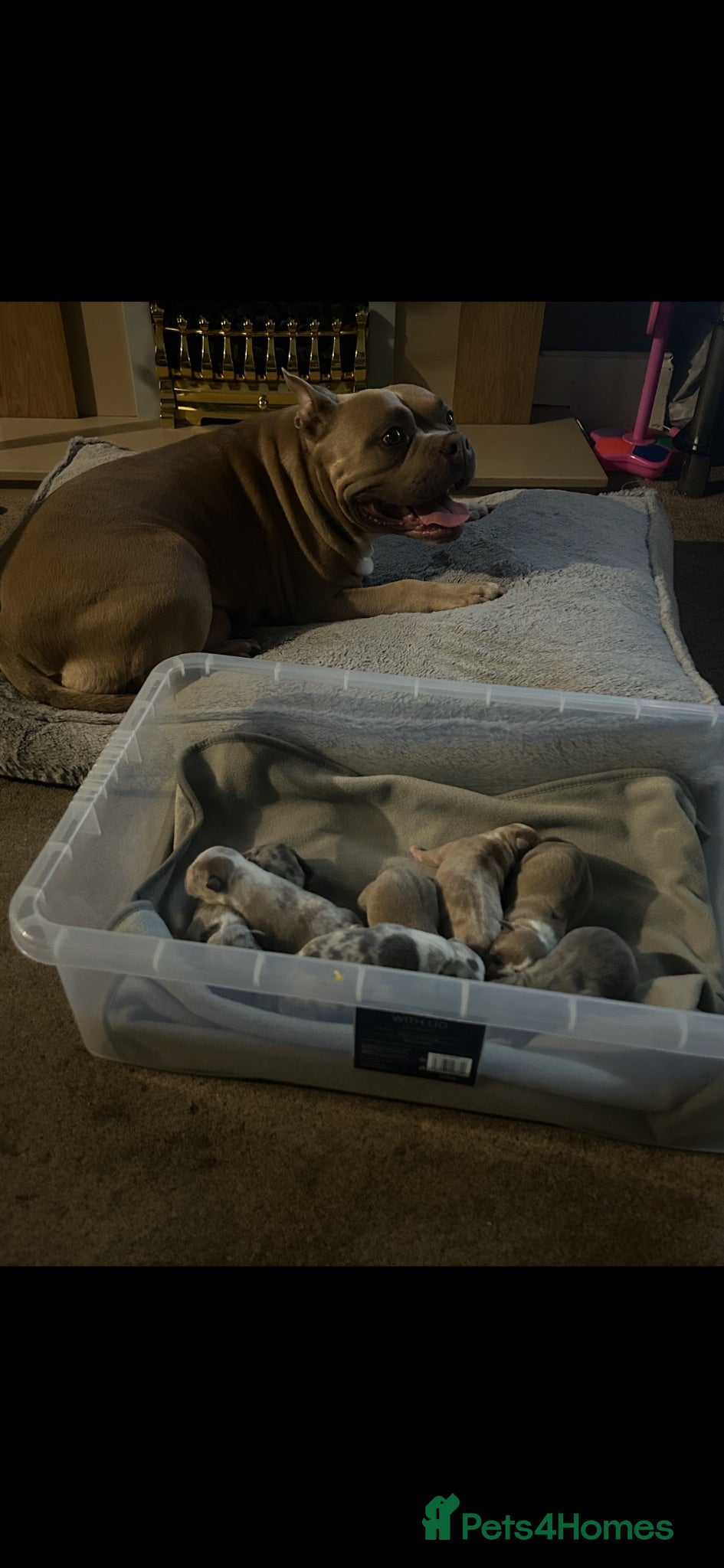 American Bully dogs American pocket bully’s  - Advert 2