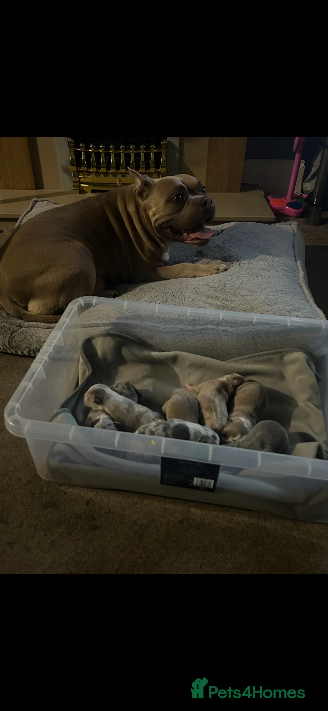 American Bully dogs for sale: American pocket bully’s  - Advert 1