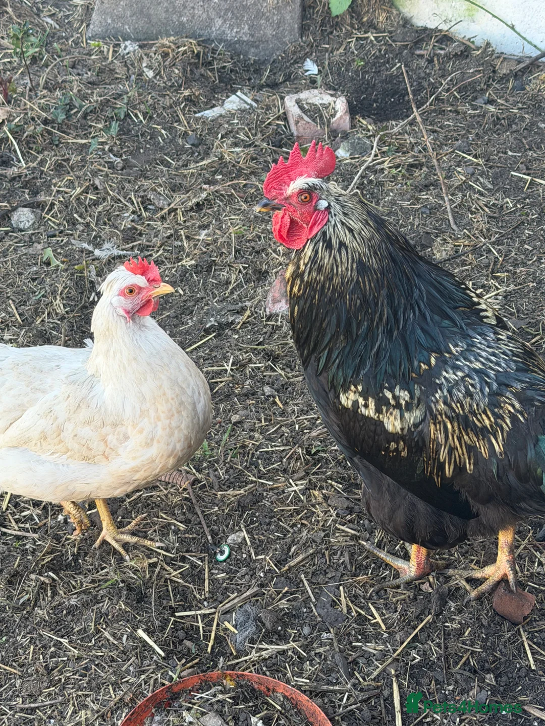 Chickens poultry for sale: For free hen and rooster  in Nottingham - Advert 1