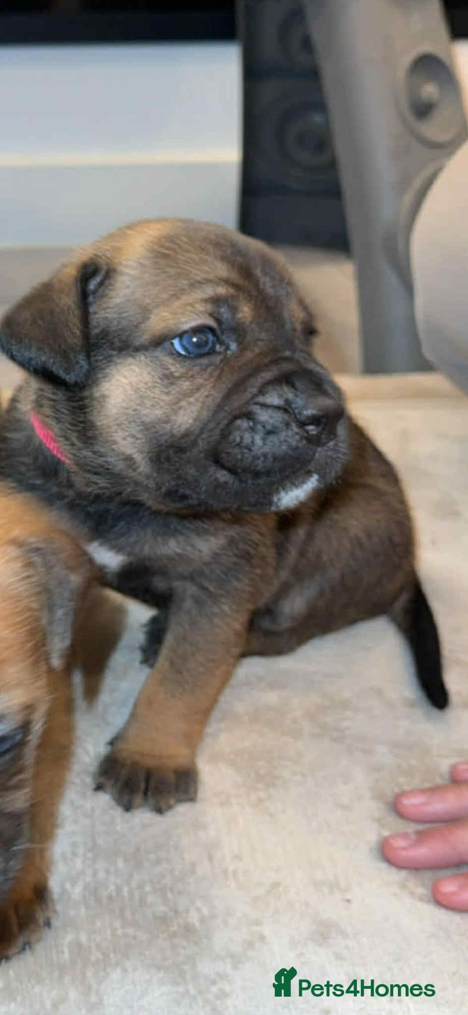 Cane Corso dogs ICF/ICCF Champion 6th GENERATION Cane Corso pups - Advert 2