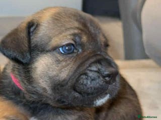 Cane Corso dogs ICF/ICCF Champion 6th GENERATION Cane Corso pups - Advert 2