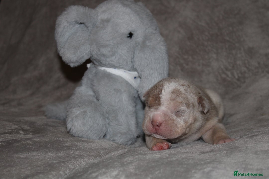 American Bully dogs for sale: 🔥🔥American bully pups 🔥🔥 - Image 6
