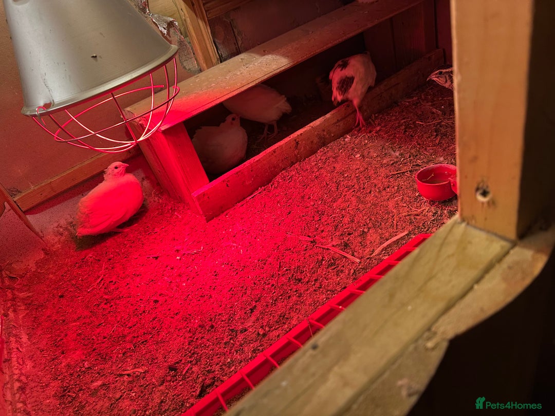 Mixed Breed birds for sale: ENGLISH WHITE QUAIL - Advert 4