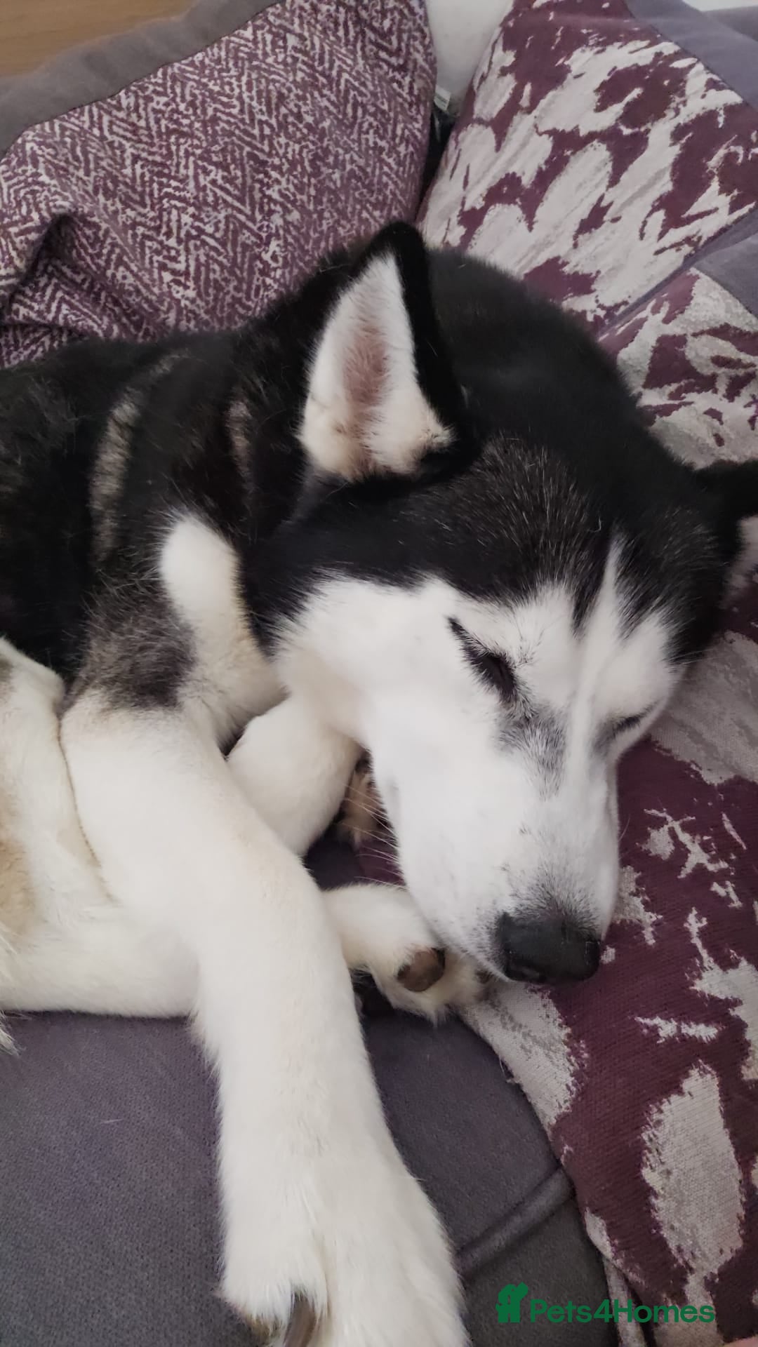 Siberian Husky dogs Luna The Husky  - Advert 1