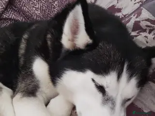 Siberian Husky dogs Luna The Husky - Advert 9