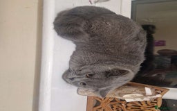 British Shorthair cats for sale: Male Grey British shorthair  - Image 2