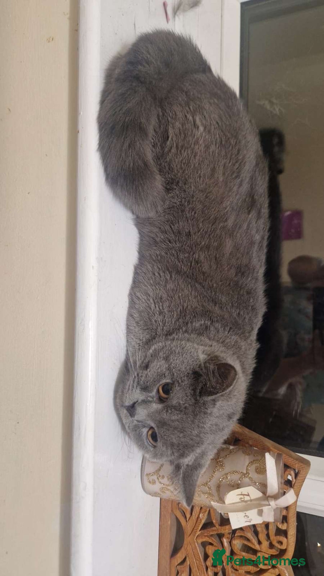 British Shorthair cats for sale: Male Grey British shorthair  - Image 2