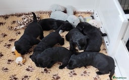 Labrador Retriever dogs for sale: Quality Labrador pups, KC, health tested parents - Image 3