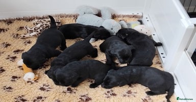 Labrador Retriever dogs - Advert 14