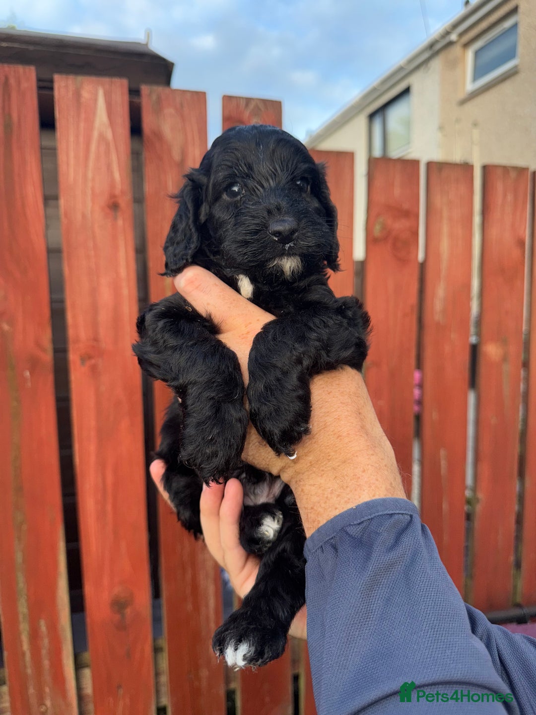 Cockapoo dogs for sale: Cockapoo puppies - Image 5