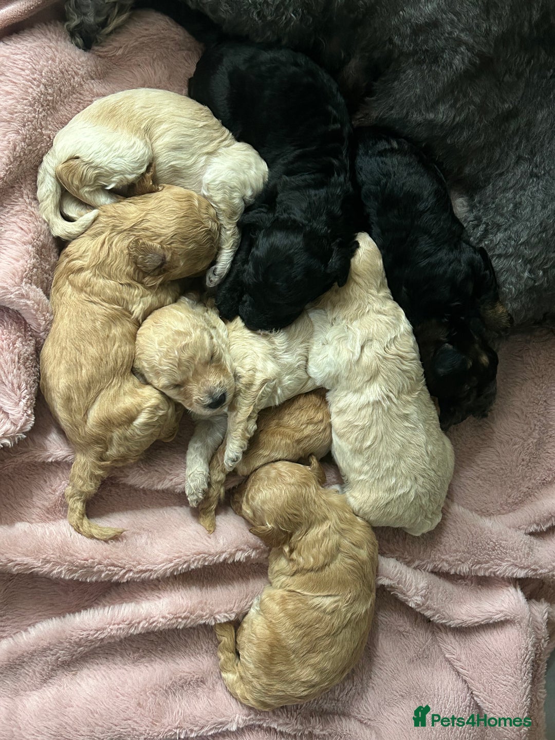 Poochon dogs for sale: Poochon puppies - Image 3