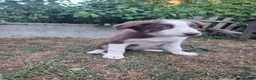 Border Collie dogs for sale: Border Collie puppies - Advert 6