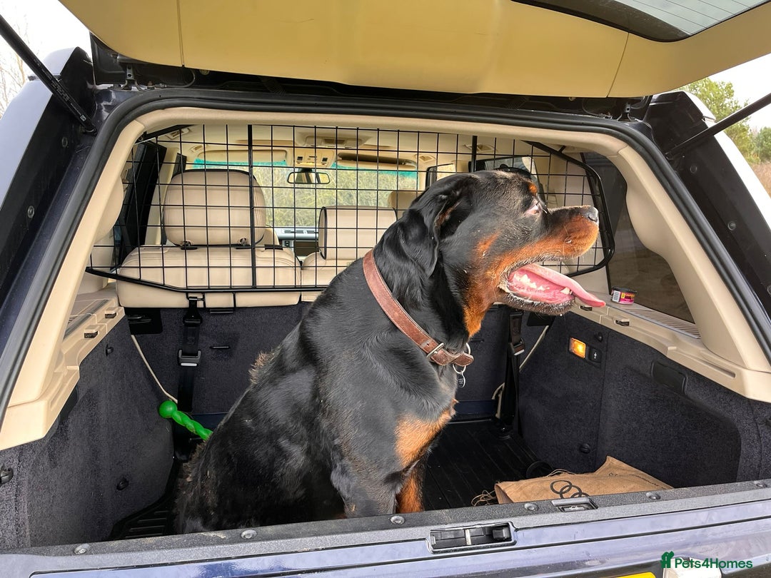 Rottweiler dogs for stud: Onex de Tierra Ibera now available for stud in Newark - Image 24