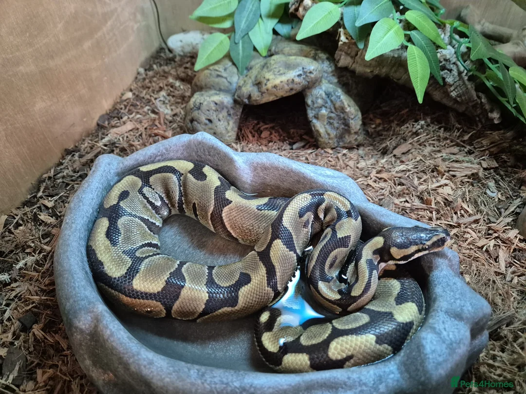 Python Snake reptiles for sale: Ball Python for Sale - Advert 1