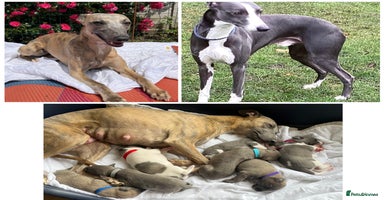 Whippet dogs - Advert 4