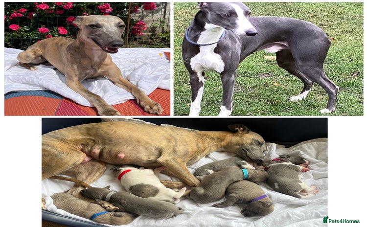 Whippet dogs - Advert 2