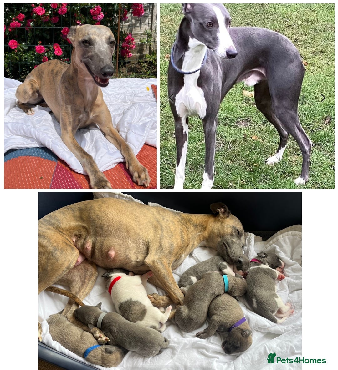 Whippet dogs for sale: Whippet puppies  - Image 1