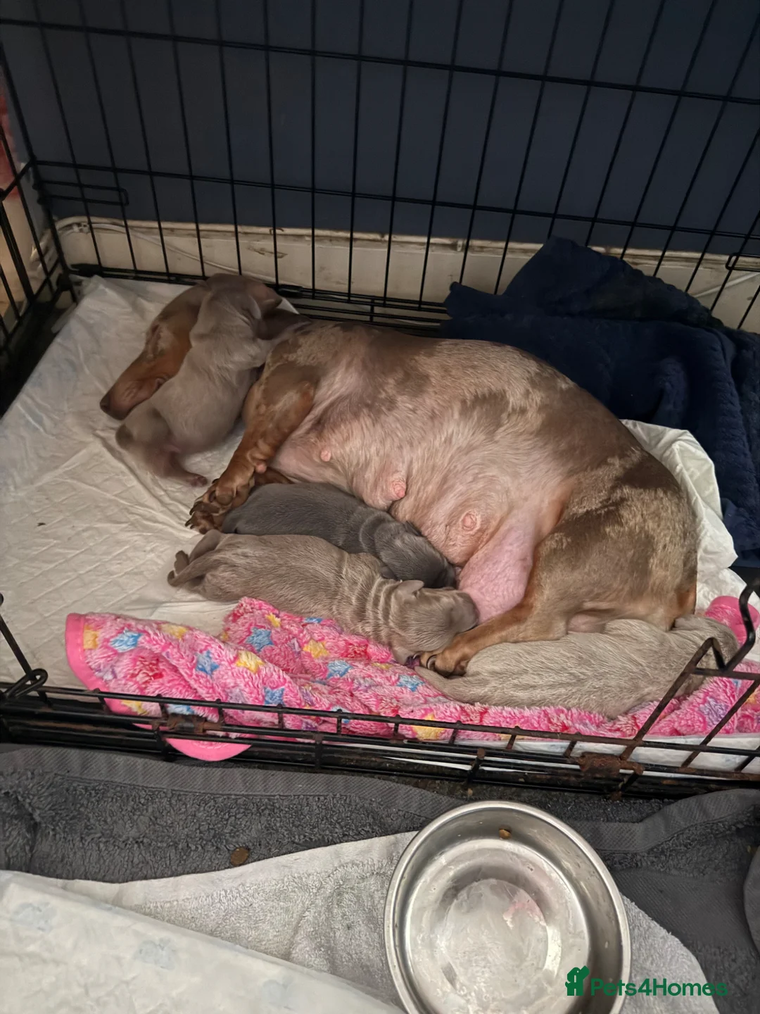 Dachshund dogs for sale: 4 male daschund puppies - Advert 2