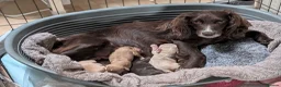 Cocker Spaniel dogs for sale: Golden working cocker spaniels  - Advert 2