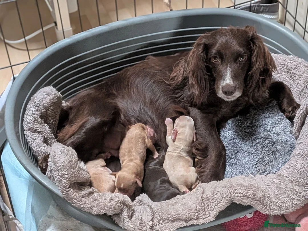 Cocker Spaniel dogs for sale: Golden working cocker spaniels  - Advert 2