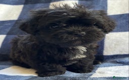 Maltipoo dogs for sale: Stunning Maltipoo Puppies ⭐️ DNA Tested ⭐️ - Image 24