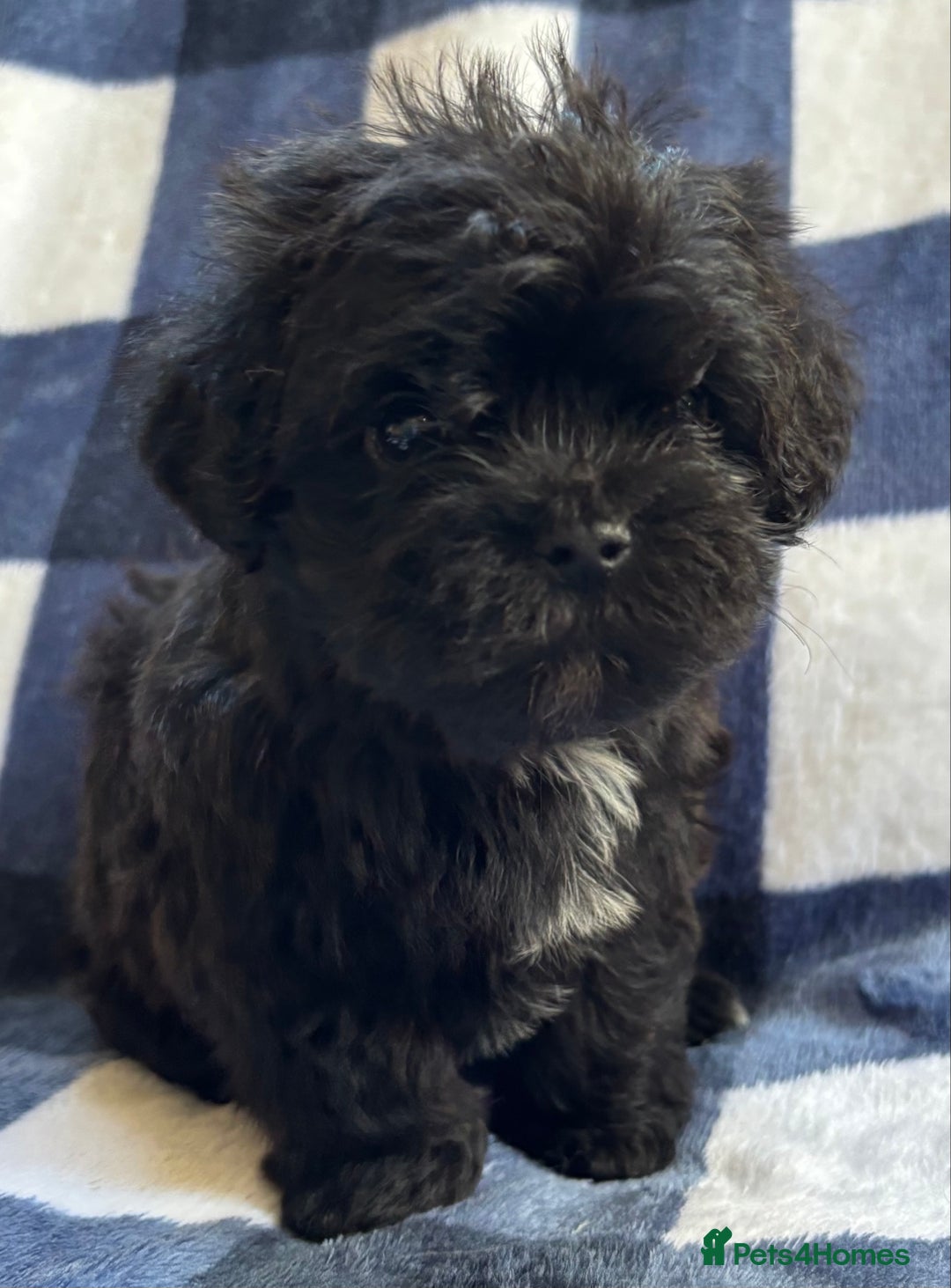 Maltipoo dogs for sale: Stunning Maltipoo Puppies ⭐️ DNA Tested ⭐️ - Image 24