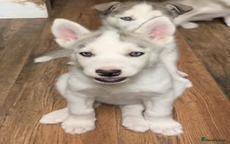 Utonagan dogs for sale: Husky x malamute  - Image 11