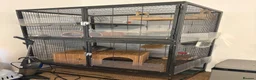 Chinchilla rodents for sale: Father and son chinchillas  in Wickford - Advert 1