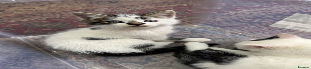 Turkish Angora Kitten 3