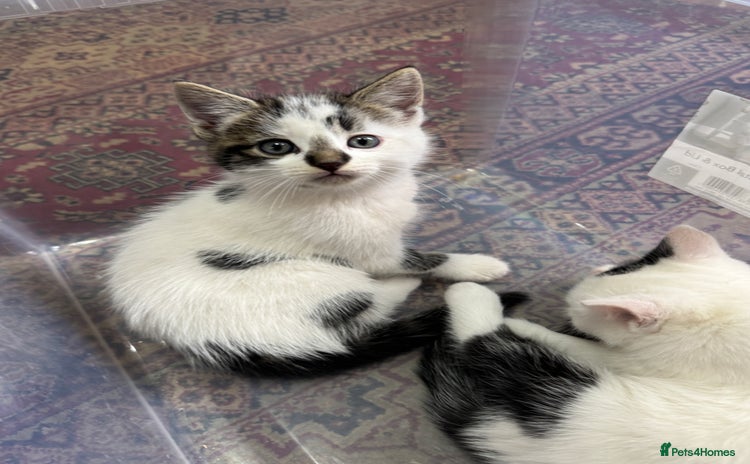 Turkish Angora cats - Advert 1